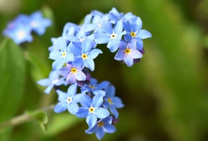 forgetmenot